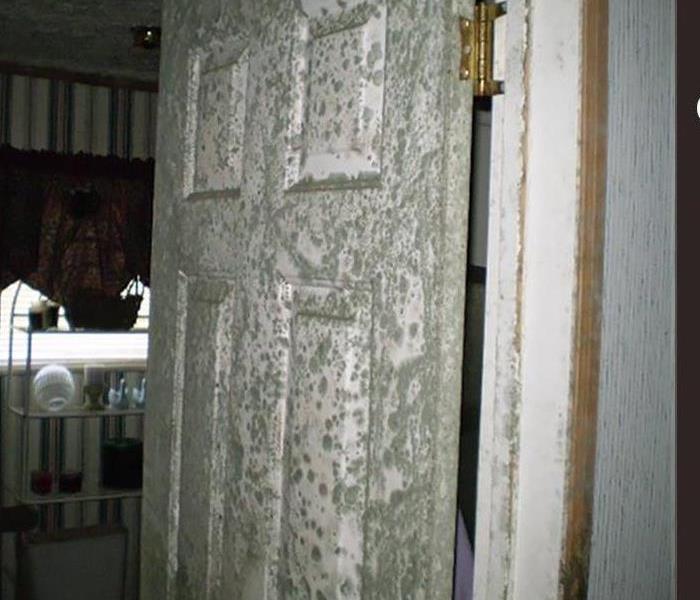 Call SERVPRO Professionals for your mold concerns.